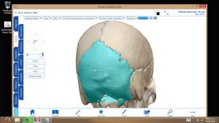 Huesos del Craneo 3D  Aprende de manera Didactica¡¡ part 2 [upl. by Mitchel587]