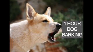 Dog barking 1 hour dog barking voice dog barking sounds [upl. by Oeht]