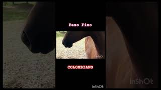 Paso Fino Colombiano caballosdepaso shortsvideo horse pasofino cavalo [upl. by Zoie]