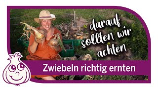 Zwiebeln ernten amp neues Gemüse pflanzen  Gartenarbeiten im August [upl. by Ordnajela]