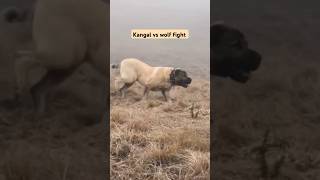 Kangal vs wolf Real Fight kangal wolf shorts youtubeshorts [upl. by Delwin445]