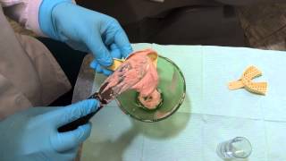 Taking an Awesome Alginate Impression [upl. by Furey]