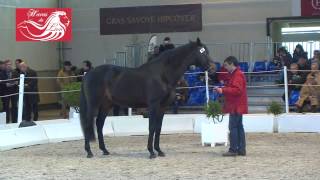 Balko étalon au Haras du Lion  2014 [upl. by Sigismondo475]