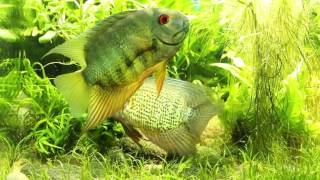 Phenomenal spotted severum courtship in front of aquarium glass [upl. by O'Neil964]