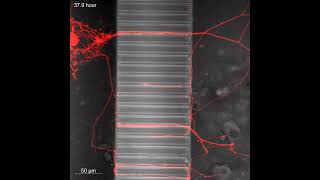 Microfluidics Cell Culture Model [upl. by Enytsirhc]