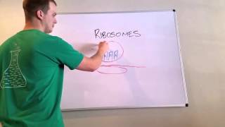 Ribosome Overview and Mnemonic [upl. by Rosamund]