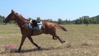 The Comeback  Horse Bloopers 2018 [upl. by Calendra981]