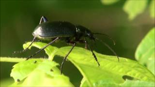 Calosoma beetle hunting [upl. by Ecnedac743]