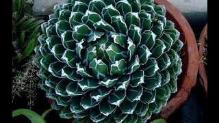 How to grow Agave Victoriae Reginai Cactus Garden [upl. by Browning]