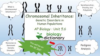 Chromosomal Inheritance Genetic Disorders in Human Populations  AP Biology 56 [upl. by Shields]