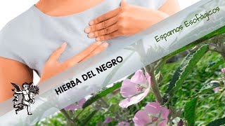 ¿Sufres de espasmos esofágicos La HIERBA DEL NEGRO es la solución [upl. by Verene667]