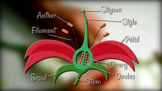 Flower Dissection  Reproduction in flowering plants [upl. by Hafinah]