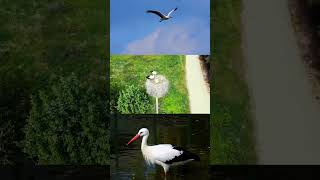 Graceful Storks Majestic Birds in Action Storks Wildlife wildanimal NatureLovers fyp [upl. by Akirehc]