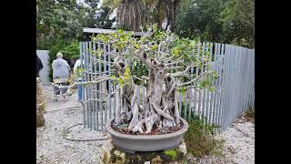 Bonsai by the Samurai Heathcote Bonsai tour [upl. by Survance]