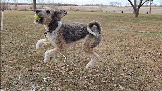 Goldendoodle Plays Fetch Makes Husky Jealous [upl. by Ahlgren910]