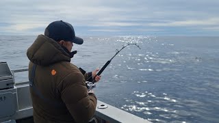 Southern Blue Fin Tuna  Whitianga Nz 2022  Big Game Fishing  4k [upl. by Finkelstein822]