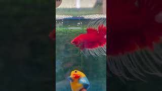 Crowntail Red Butterfly betta bettafish cupanghiasaquascape [upl. by Ailad891]