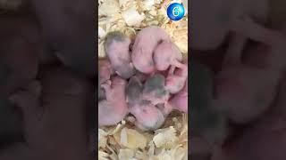 Syrian Hamster Babies Growing Up From 0 to 28 Days shorts [upl. by Cinderella243]