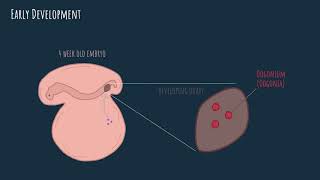 Oogenesis  embryonic development [upl. by Rehtaef]