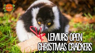 Lemurs Open Christmas Crackers │ Woburn Safari Park [upl. by Osher546]