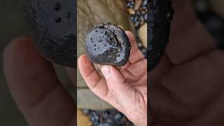 Spot the ammonite fossil on the beach Whitby fossilhunter [upl. by Feerahs]