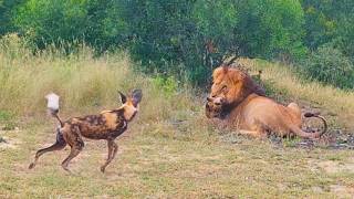 Wild Dogs Want to Save Brother From Lion [upl. by Eileen]