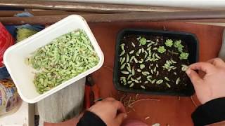 Propagating Sedum morganianum Burros Tail Succulent plant from cuttings and leaves [upl. by Stefano]