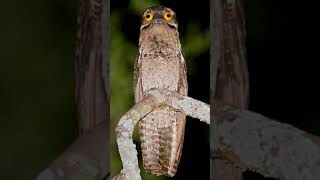 The Great Potoo  Tell Me Why [upl. by Leacock]