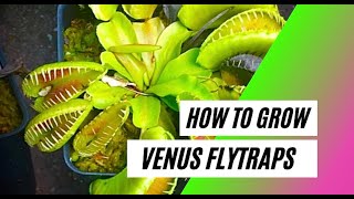 How to Grow a Venus Flytrap  Basic Care Guide [upl. by Nidorf]