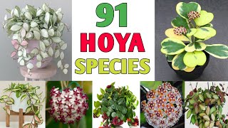 91 Hoya Plant Species  Hoya Varieties with names and its Identification  Plant and Planting [upl. by Artemisa]