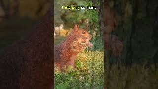 Squirrels FORGET Where They Bury Nuts🐿️🐿️animals animalfacts shorts [upl. by Anitaf]