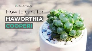 BEST TIPS HOW TO CARE FOR HAWORTHIA COOPERI [upl. by Gorden61]