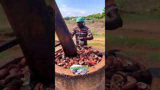 Method of extracting coconut oil  SameerAxom Naturel coconutoil shortvideo youtubeshorts [upl. by Irb]