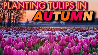 TULIPS 101 GROWING TULIPS FOR BEGINNERS [upl. by Culhert922]