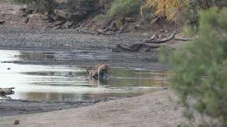 Lions Lucky Kill [upl. by Asina175]