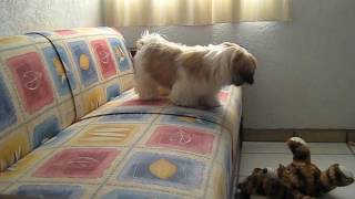 SHIH TZU JUGANDO CON SU OSO [upl. by Leunamne]