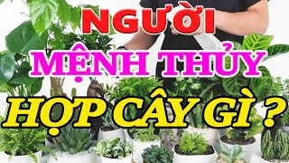 Tìm hiểu về những loài cây để bàn hợp mệnh Thủy  Người Mệnh Thủy Nên Trồng Cây Gì [upl. by Frulla]