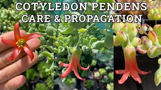 Cotyledon Pendens Cliff Cotyledon Care amp Propagation [upl. by Suoiradal347]