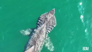 Basking Sharks visit Sheldrake QC Canada [upl. by Malley]