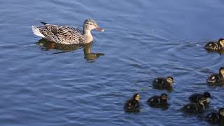 Enten Nachfolgeprägung und Gefiederpflege Stockente  Anas platyrhynchos [upl. by Aznola186]