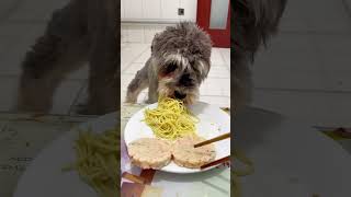 Puppy food review dog pets pupyy Pets dogfoodreview puppy puppyvideos cute Dog [upl. by Massie]