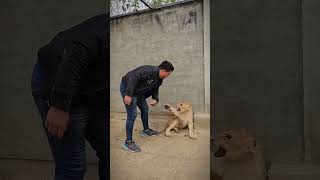 Lion’s son 😱😱 tiger lion wildlife wildanimals animls [upl. by Ludvig]