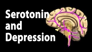 Serotonin and Treatments for Depression Animation [upl. by Wiles119]