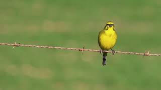 Yellow Canary Singing [upl. by Wildee]