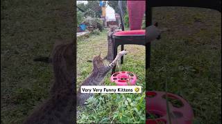 Very Very Funny Kittens 🤣 meows cat lover trending funny cute meow [upl. by Kamaria]