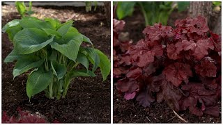 Planting a Few ShadeLoving Plants 🌿🌥👌 Garden Answer [upl. by Caterina885]