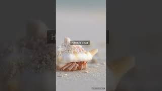 Beautiful Hermit crab beach hermitcrab [upl. by Ahsaek]