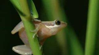 Pseudacris ocularis  Little grass frogs [upl. by Aztiley]