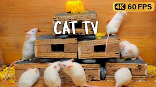 Cat TV Cutest Mice Play Hide and Seek  Ultimate Mouse Chase Fun for cats to watch 4k 8 hours [upl. by Bathsheb]