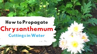 How to Propagate Chrysanthemums from Cuttings Water Propagation [upl. by Dawaj]